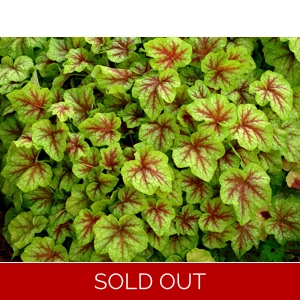 Heucherella 'Fire Frost'